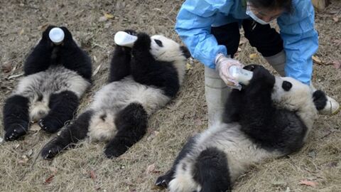 Ces bébés pandas boivent leur premier biberon tout seul