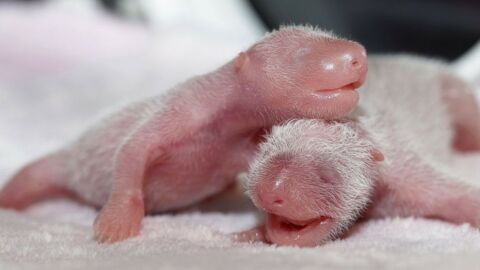 Quatre bébés pandas sont nés en Chine
