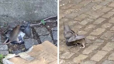 New York : un passant filme le combat épique entre un rat et un pigeon