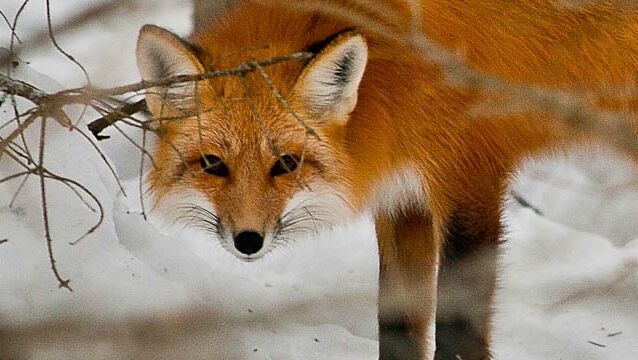 Photos Renard caract re alimentation et reproduction d un