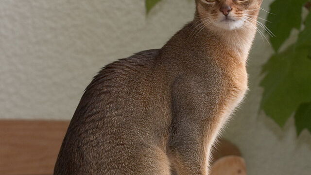 Chat Les Plus Belles Races Du Monde