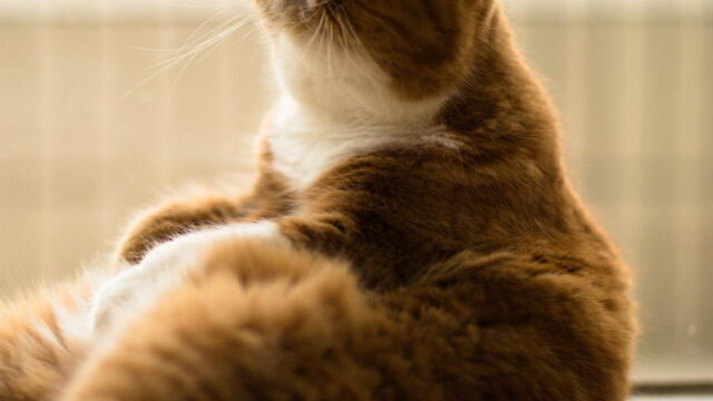 Chat Les Plus Belles Races Du Monde