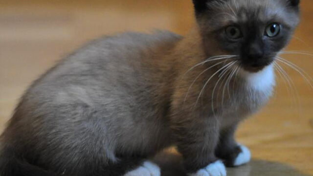 Chat Les Plus Belles Races Du Monde