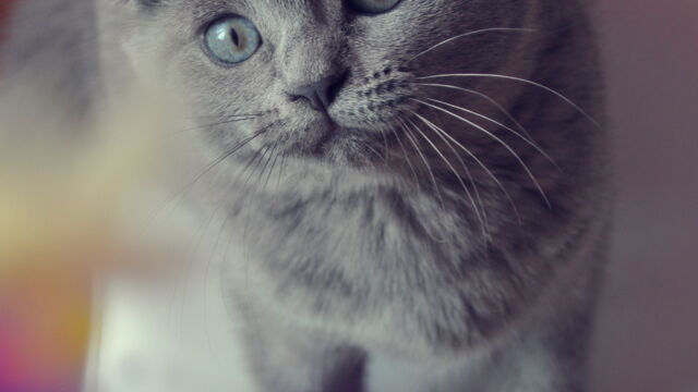 Chat Les Plus Belles Races Du Monde