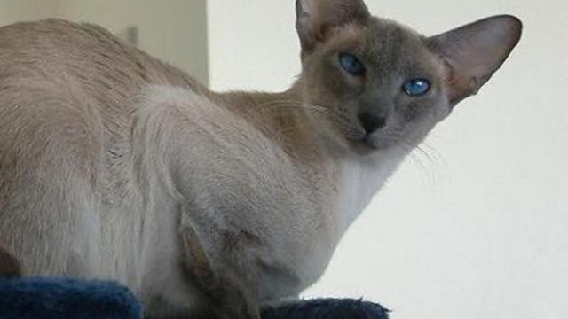 Chat Les Plus Belles Races Du Monde
