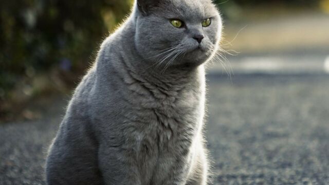 Chat Les Plus Belles Races Du Monde