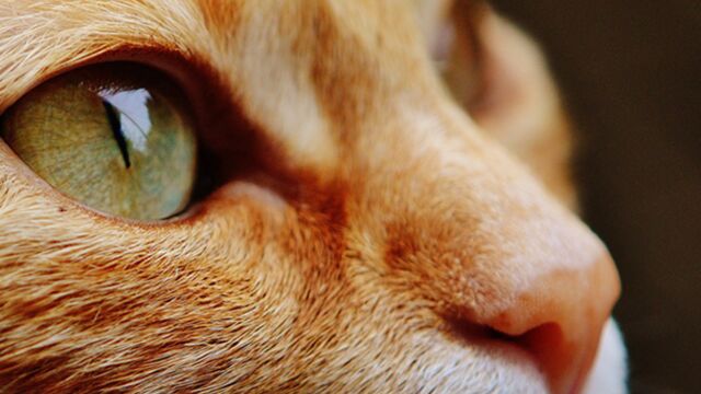 Elle Impose De La Chirurgie Esthetique A Son Chat Qu Elle Trouve Trop Moche