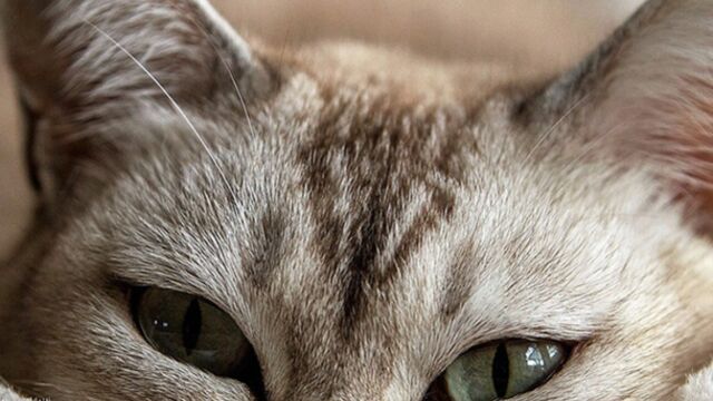 Elle Impose De La Chirurgie Esthetique A Son Chat Qu Elle Trouve Trop Moche
