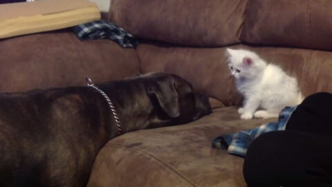 premiere rencontre chien et chaton