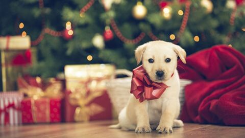 10 idées de cadeaux pour un Noël 100% animaux !