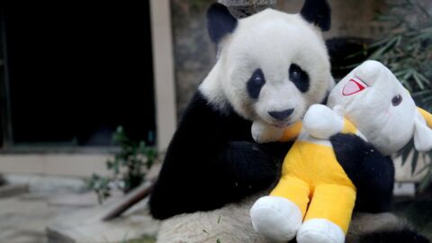 Joyeux anniversaire au plus vieux panda mâle du monde !