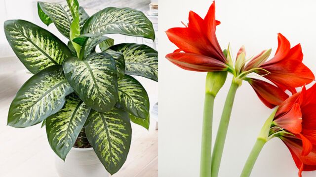 Des plantes au feuillage insolite à adopter chez vous