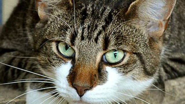 Comment Les Chats Montrent Ils Leur Affection Comment Les Chats Montrent Ils Leur Affection