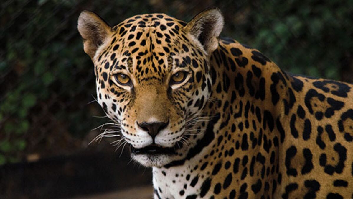 ¡La población de jaguares ha crecido un 20% en ocho años!