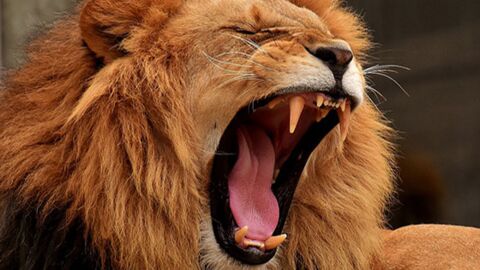Les 10 animaux les plus bruyants au monde !