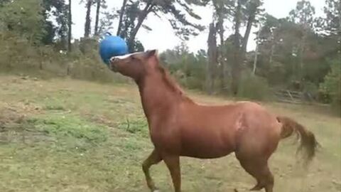 Ce cheval s'amuse comme un fou avec un ballon bleu