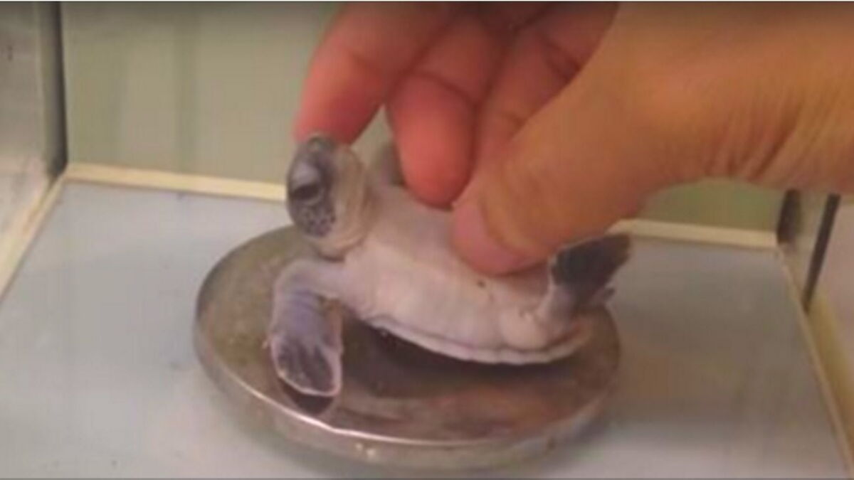 Ce Bebe Tortue Est Sur Le Dos Et Ne Bouge Plus Mais Ce N Est Pas Du Tout Ce Que Vous Croyez