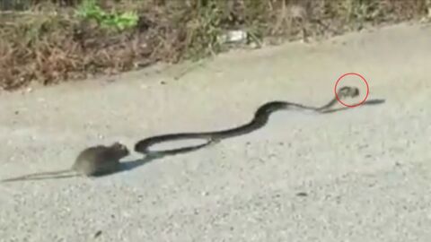 Un serpent s'attaque à son petit... Regardez l'incroyable courage de cette maman !