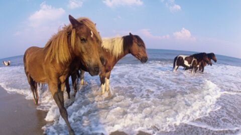 Assateague Island National Seashore (USA) : côtoyez des chevaux sauvages sur une plage paradisiaque
