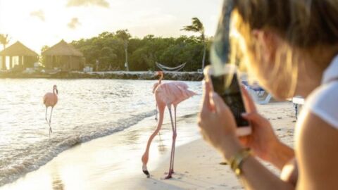 Aruba : une plage des Caraïbes où vous pouvez vous baigner avec des flamants roses