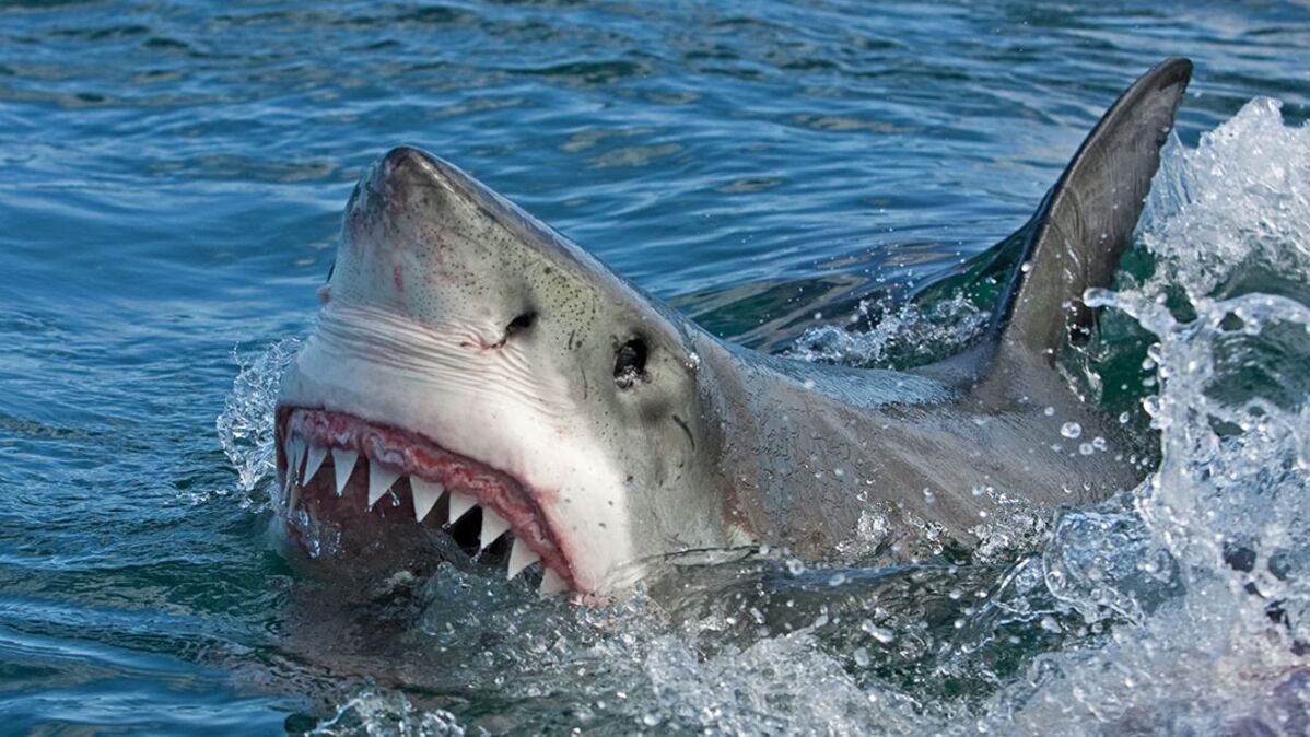 Comment éviter une attaque de requin ?