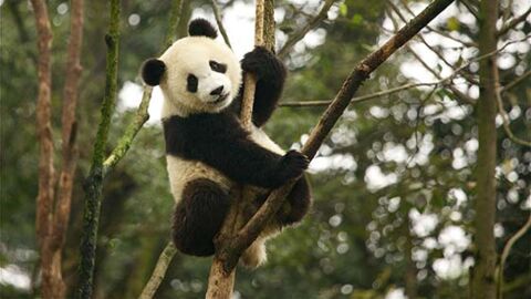 Une réserve de la taille de la Belgique pour sauver les pandas !