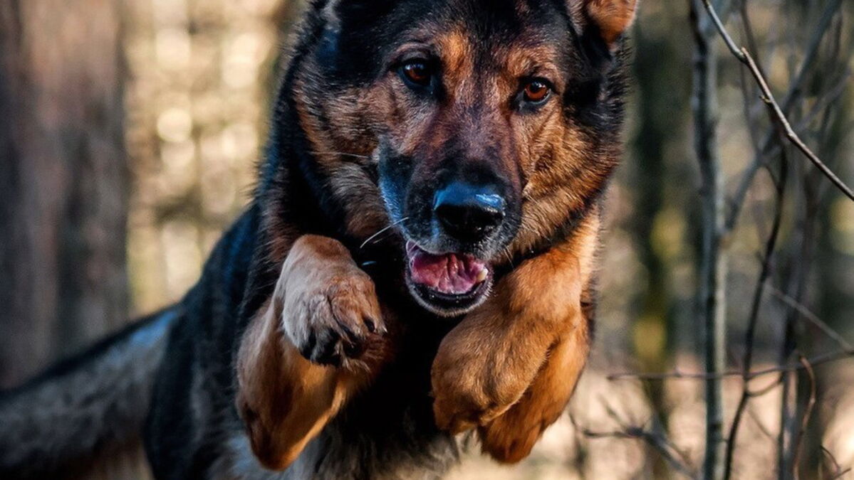 Berger allemand tout sur le caractère de ce chien de garde