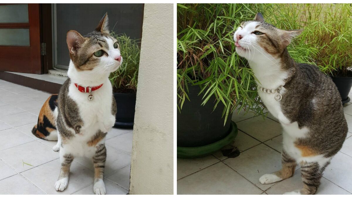 Ce Chat A Perdu Ses Pattes Et Sa Queue Dans Un Terrible Accident