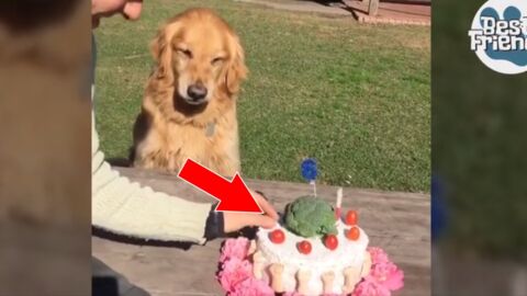 Ce Golden Retriever réagit d'une façon très spéciale quand on s'approche de son gâteau d'anniversaire !