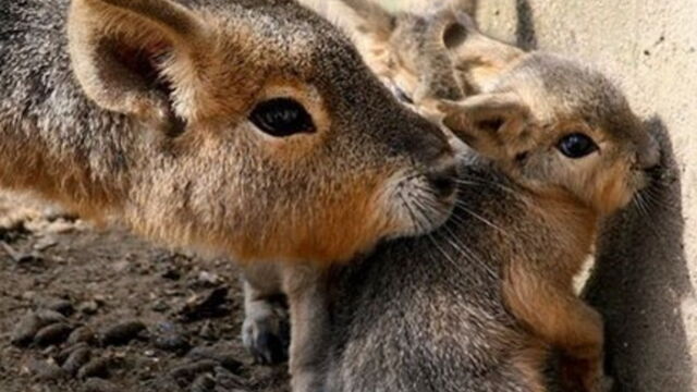 Decouvrez Ces Bebes Animaux Rarissimes Et Tres Peu Connus