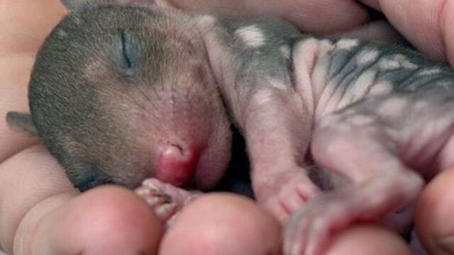 Decouvrez Ces Bebes Animaux Rarissimes Et Tres Peu Connus