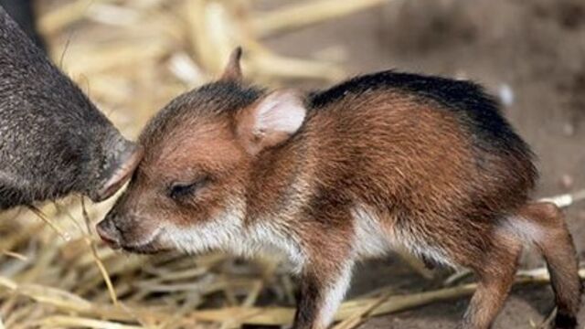 Decouvrez Ces Bebes Animaux Rarissimes Et Tres Peu Connus