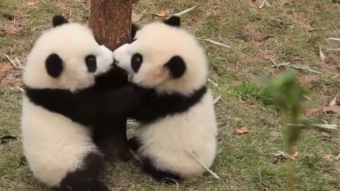 Des bébés pandas essayent de monter à un arbre