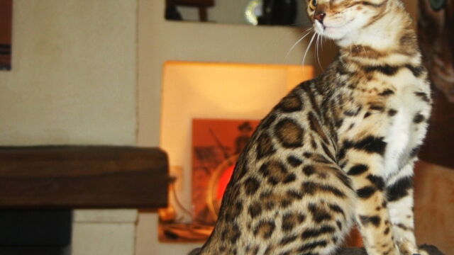 15 Photos Qui Vont Vous Faire Adorer Le Chat Bengal