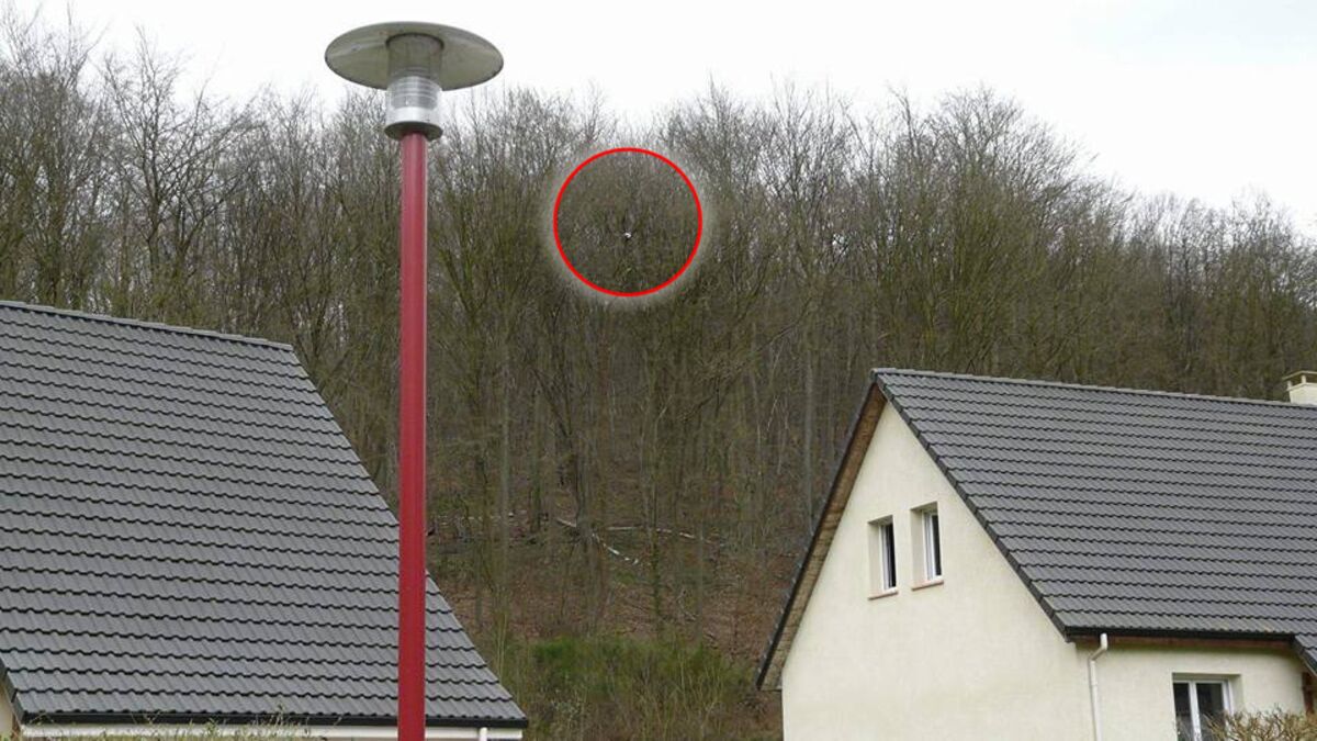 Coince Dans Un Arbre Pendant Une Semaine Personne Ne Voulait Sauver Cet Animal Deshydrate Et Mort De Faim