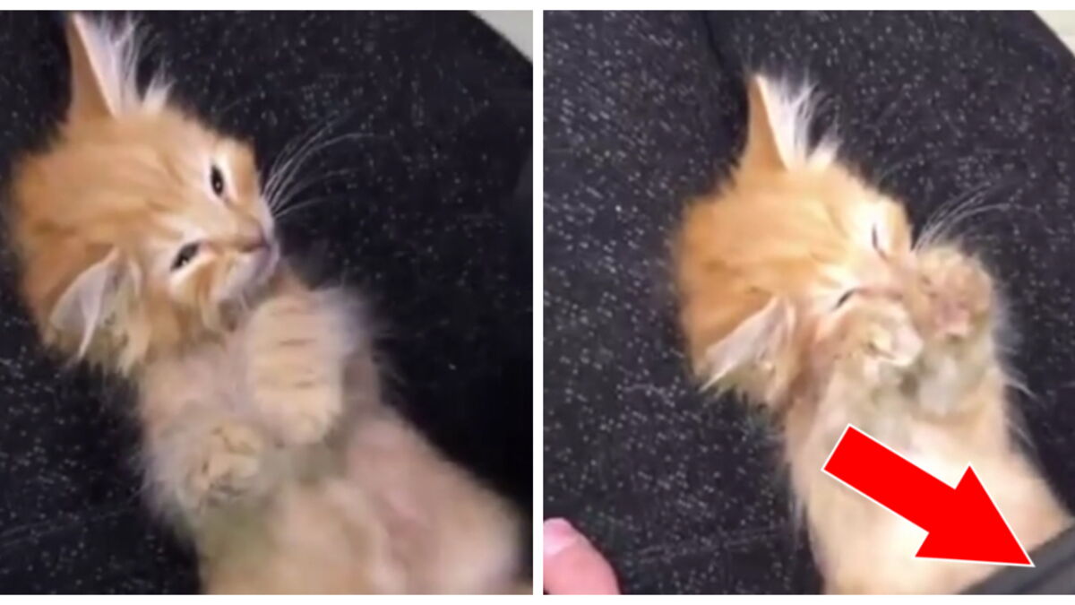 Ce Chaton Se Fait Masser Avec Cette Drole De Chose Et Sa Reaction Va Vous Faire Fondre