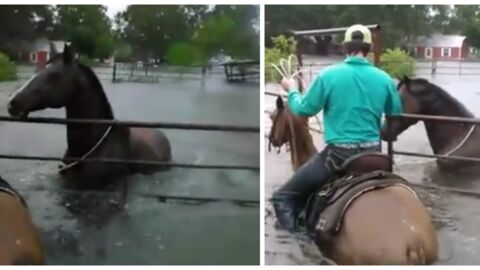 Un adolescent découvre des chevaux piégés dans leur enclos à cause d'une inondation