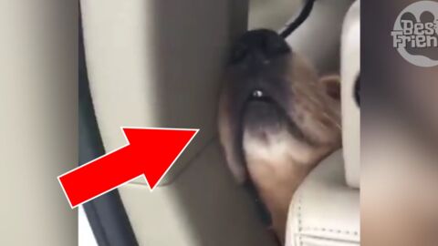 Il filme son chien avec la tête coincée dans sa voiture !