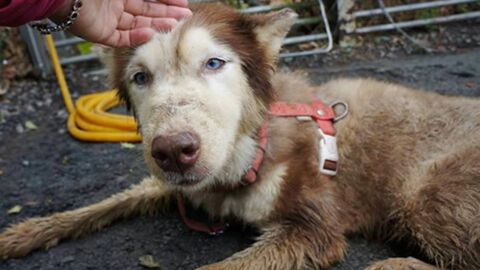 Des centaines de Huskies maltraités et lâchement abandonnés pour une raison complètement dingue