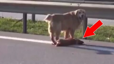 Ce chien veut protéger son ami qui s'est fait percuter par une voiture au milieu de l'autoroute