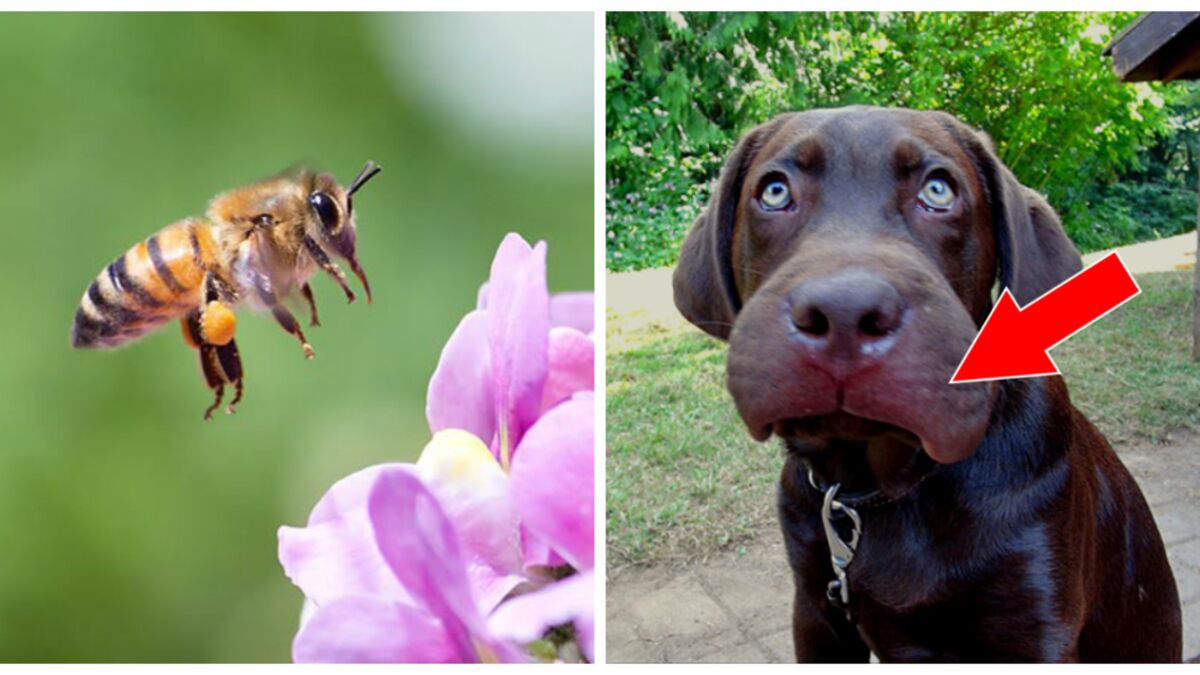 Votre Animal S Est Fait Piquer Par Une Guepe Ou Une Abeille Voici Ce Qu Il Ne Faut Surtout Pas Faire