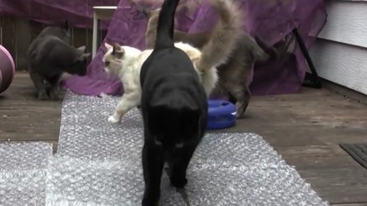 Quand Un Chat Affronte Du Papier Bulle Ca Donne Ca