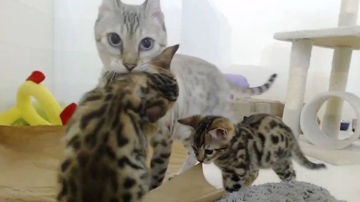 Pour La Premiere Fois Cette Maman Chat Peut S Occuper De Ses Petits Bebes