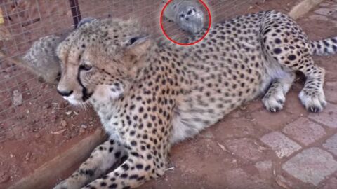Ce guépard cherche de la compagnie auprès de suricates. Et regardez la réaction de ces derniers !