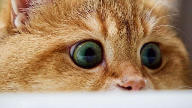 Decouvrez Les Adorables Photos D Hosico Le Nouveau Chat Potte Du Web Decouvrez Les Adorables Photos D Hosico Le Nouveau Chat Potte Du Web
