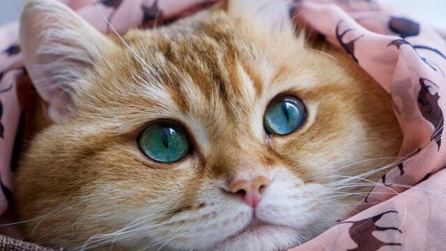 A Cause De Ce Detail Bien Particulier Les Photos De Cet Adorable Chat Ont Deja Fait Le Tour Du Monde