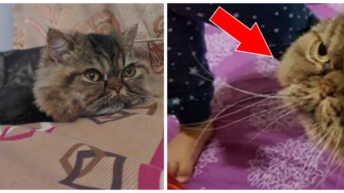 Elle Emmene Son Chat Chez Le Toiletteur Et Le Recupere Avec Une Coupe De Poils Totalement Atroce