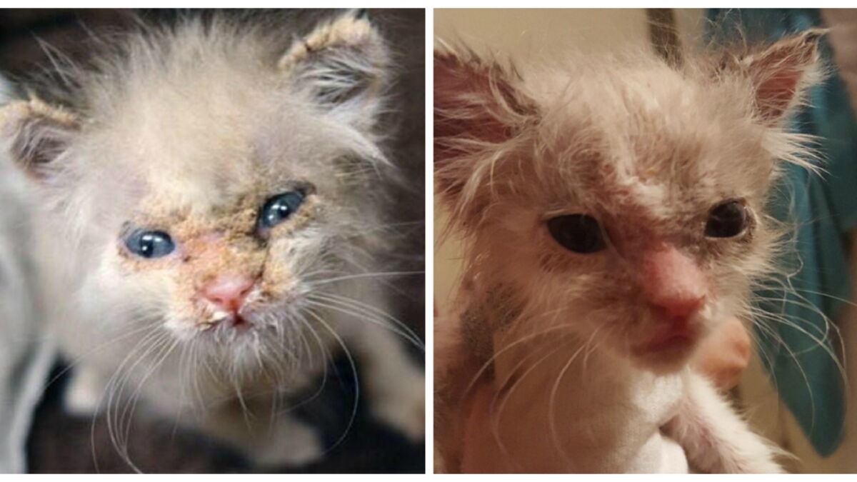 Couvert De Croutes Pour Une Triste Raison Ce Chaton A Finalement Surpris Tous Ses Sauveurs