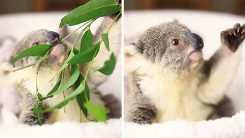 On Lui Retire Son Diner Et Ce Bebe Koala A Une Une Reaction Trop Mignonne