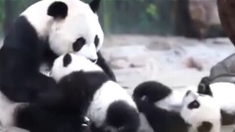 Une maman panda voit ses bébés pour la première fois depuis son accouchement